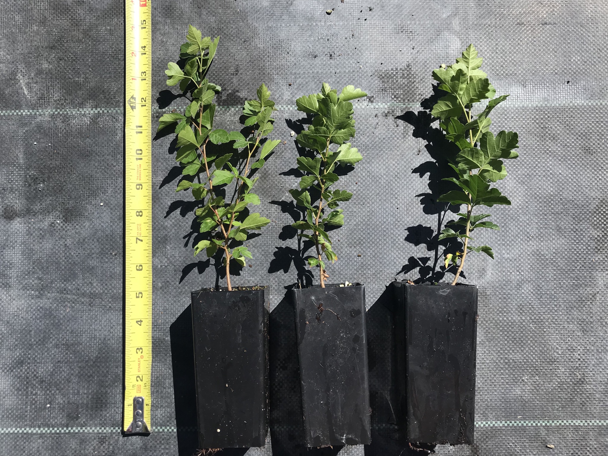 Rhus Aromatica (Fragrant Sumac)