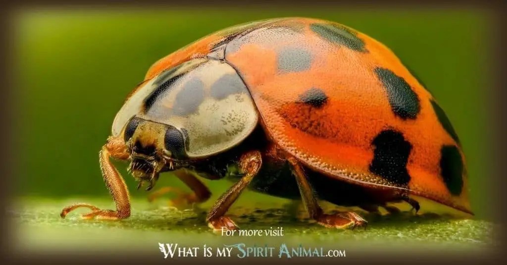 What do insects symbolize spiritually?