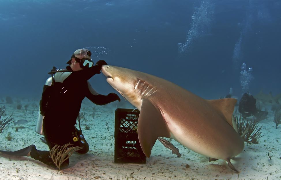 Discover The Truth About Sharks And Feel Safer In The Water This Summer Snout 