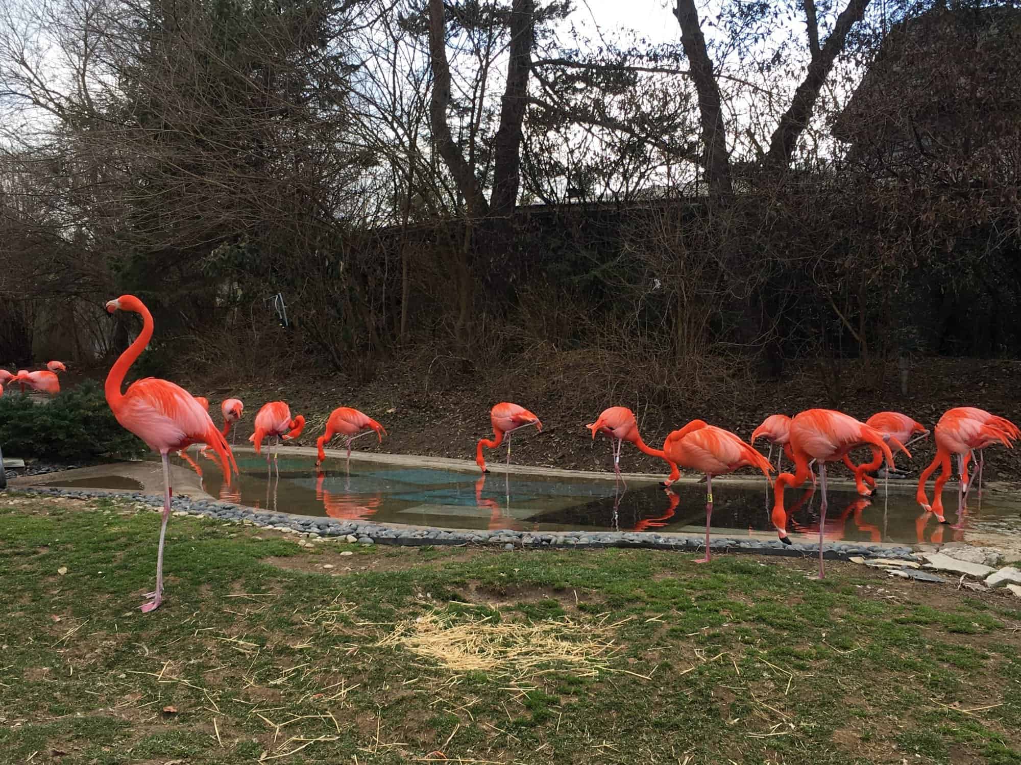 Places To Eat Near Columbus Zoo / Discounts and Free Days at Columbus Zoo and Aquarium : Check spelling or type a new query.