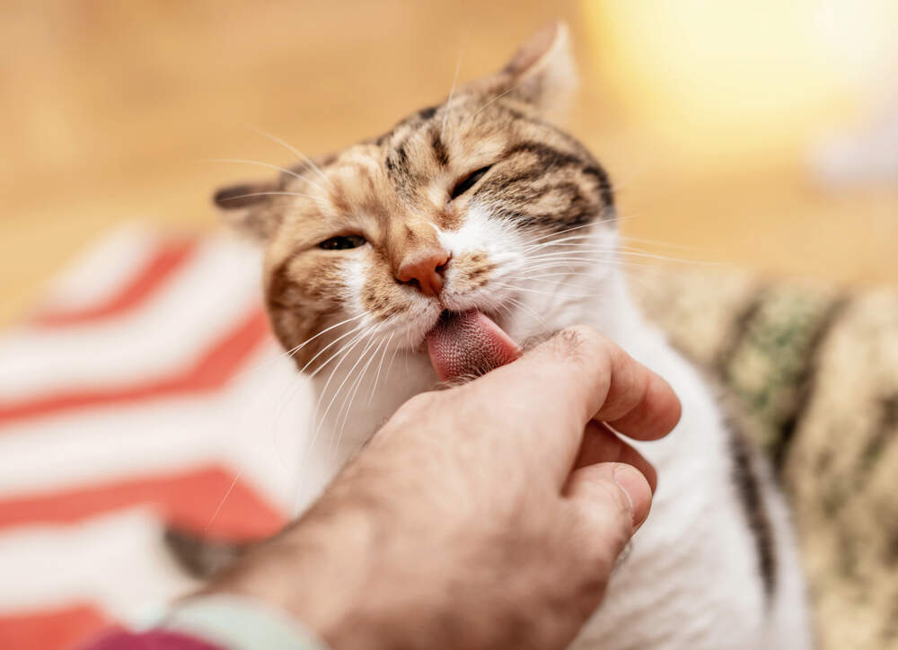 Why is my cat licking me?