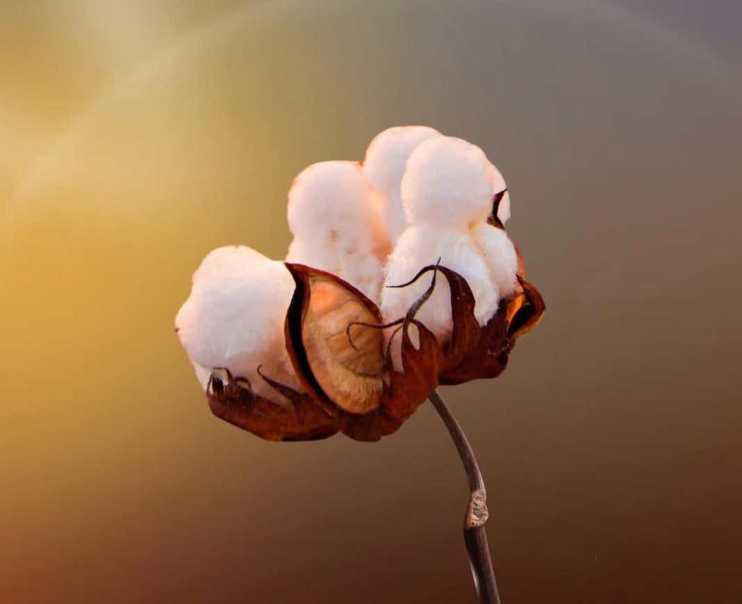 <strong>Premium cotton for the textile industry</strong>