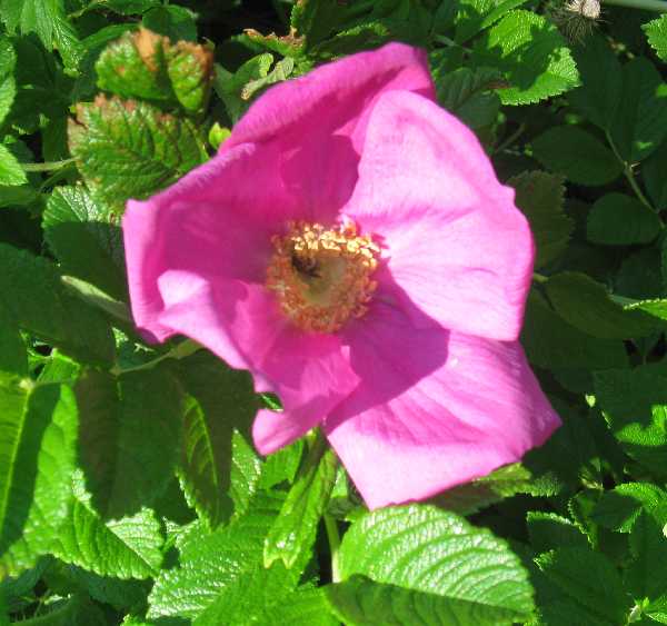 First Rose of Summer