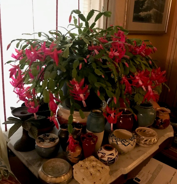 Christmas cactus