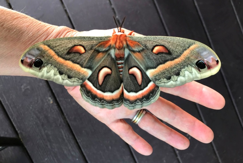 female Cecropia moth