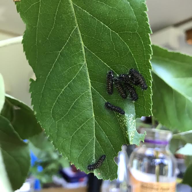Cecropia caterpillars