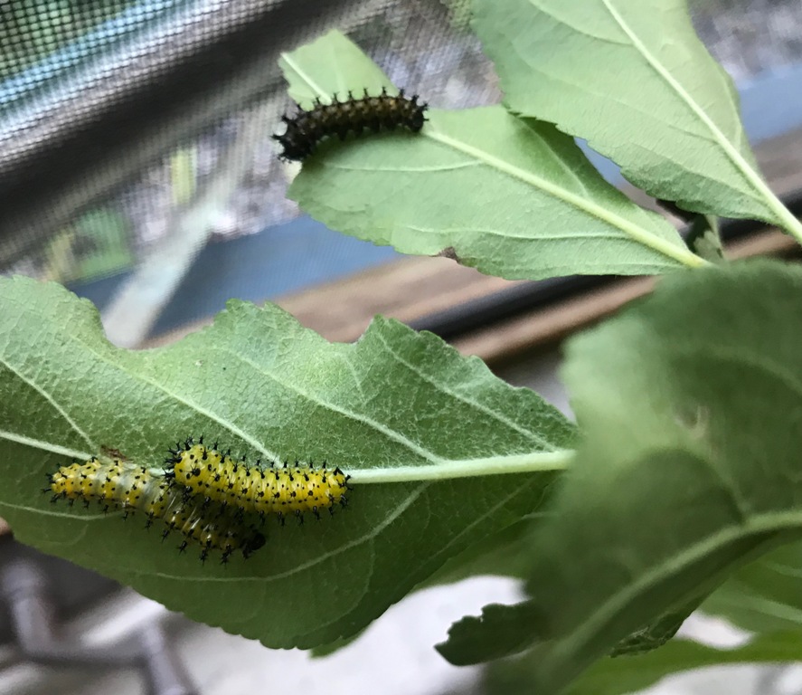 Cecropia caterpillars