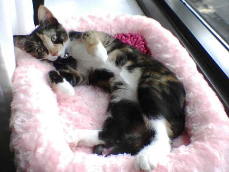 feline leukemia positive cat rescue