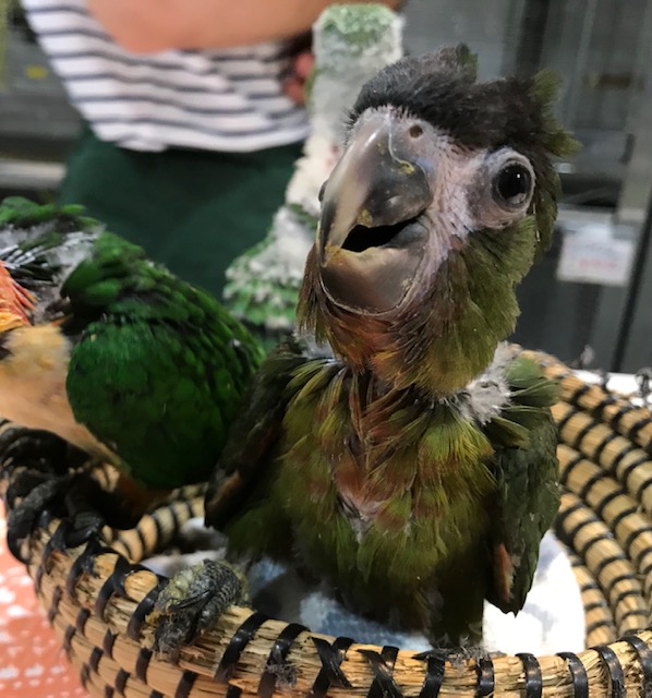 Cover with water then boil 20 to 25 minutes per pound. Use any mild-flavored oil for the dressing and your favorite seasoning on the chicken.