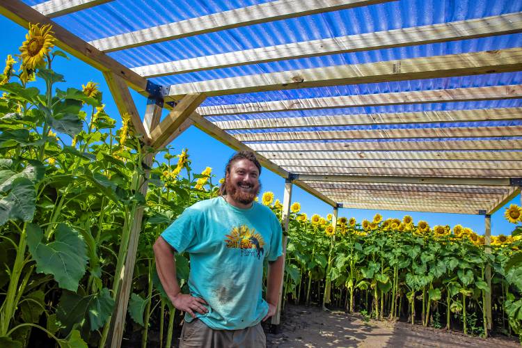 Sunflower Festival returns to Concord for the sixth time - Concord