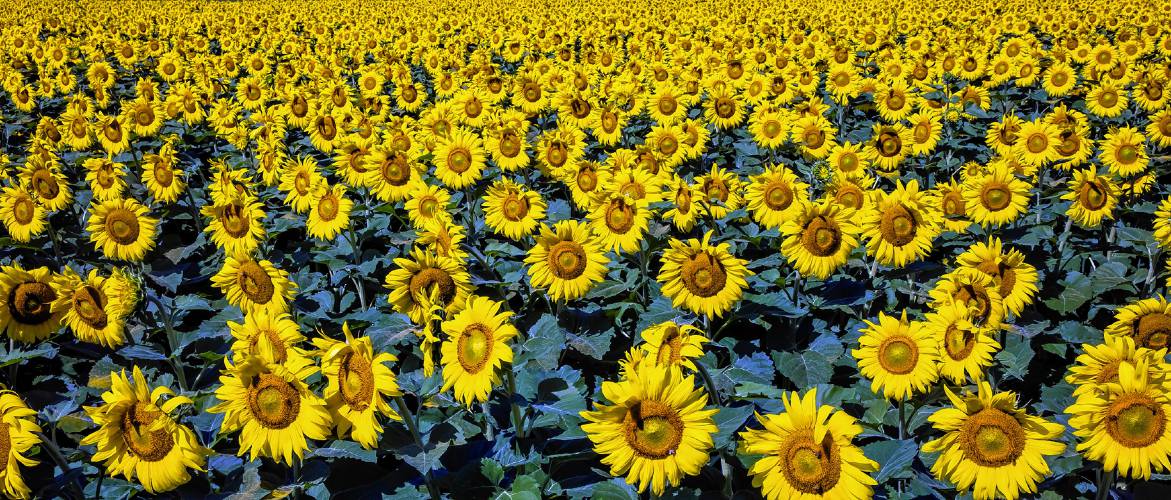 Sunflower Festival returns to Concord for the sixth time - Concord