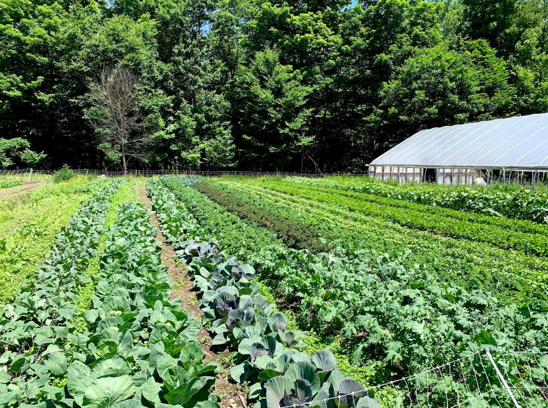 concordmonitor.com - Rebeca Pereira - CSA week celebrates a model that strenthens local farms