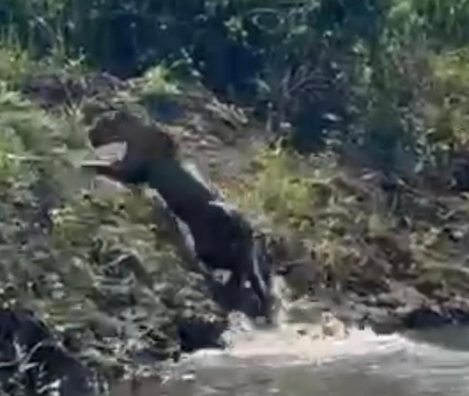 Patrulhamento ambiental da PMA reforça proteção da fauna no Rio Ivinhema