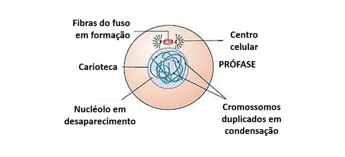 Imagem com Qual a importância da Mitose?