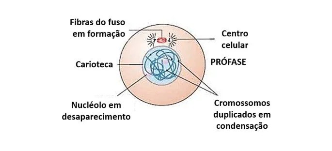 Imagem com Qual a importância da Mitose?