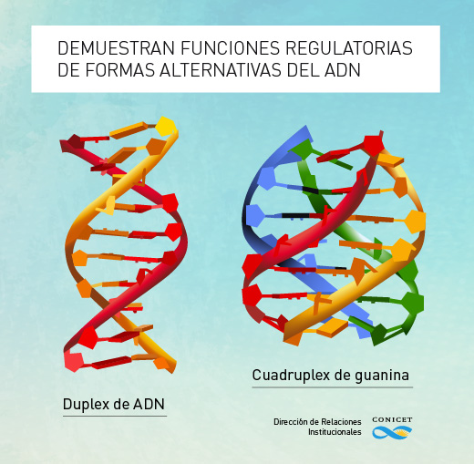 La doble hélice no es la única forma del ADN: hallan una estructura ...