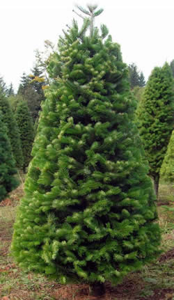 Nordmann fir: hardy evergreen with distinctive features