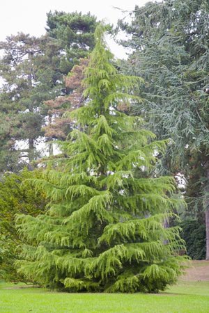 Cedrus atlantica, cedrus brevifolia, cedrus deodara, and cedrus libani. Deodar Cedar Growth Rate, Cones, Varieties, OtherInformation