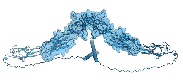 Nectin-4 model prediction