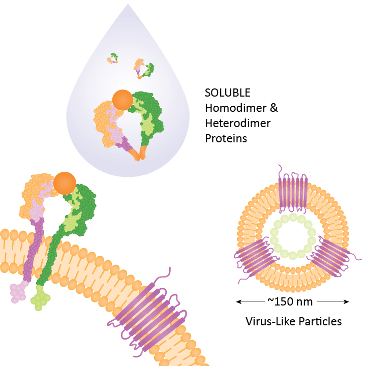 soluble homodimer and heterodimer proteins, VLPs and antibodies