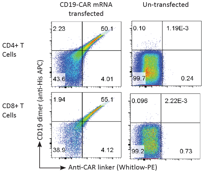 Anti-CD19 CAR-T flow cytometry data
