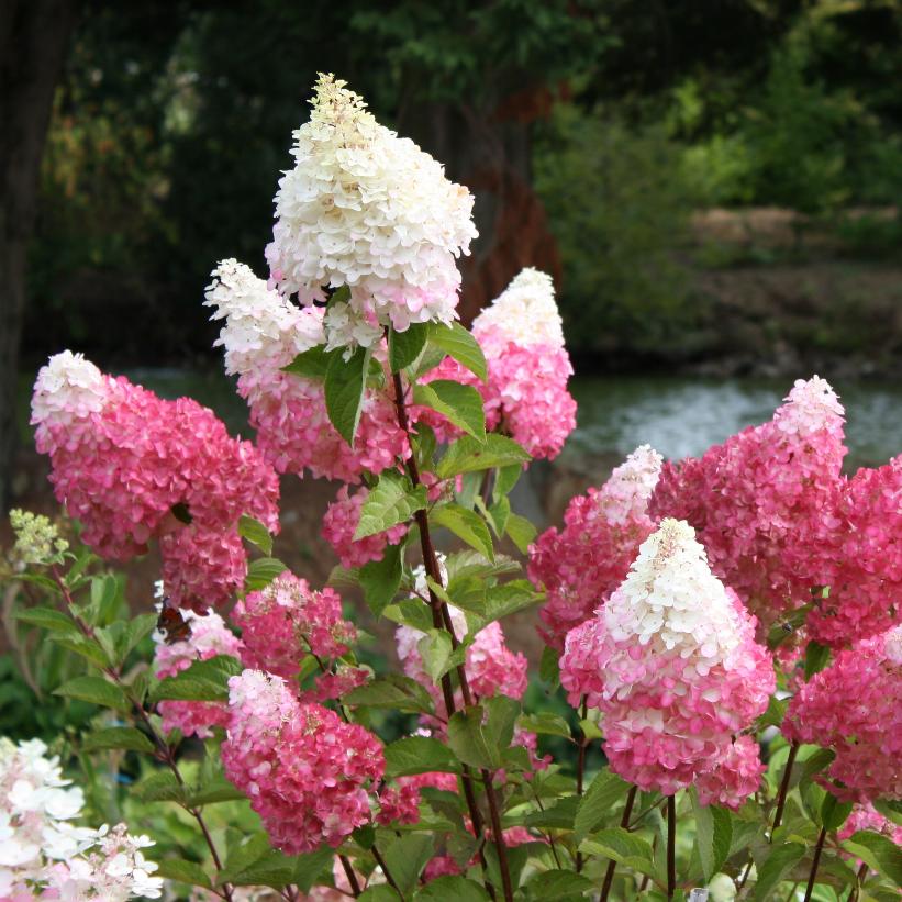 Vanilla Strawberry Hydrangea Hydrangea Paniculata Renhy Mike S Backyard Nursery