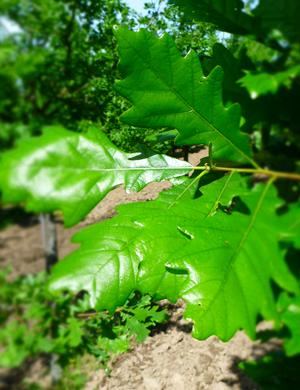 Quercus X Warei Regal Prince Long Pp12673 From Neil