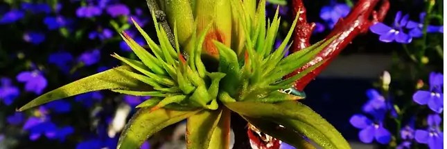 Tillandsias : des plantes sans terre ni racines | Plantes ...