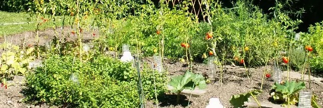 Le Guide Pratique Pour Bien Associer Les Legumes De Votre Potager Potager Permaculture Potager Jardinage Potager