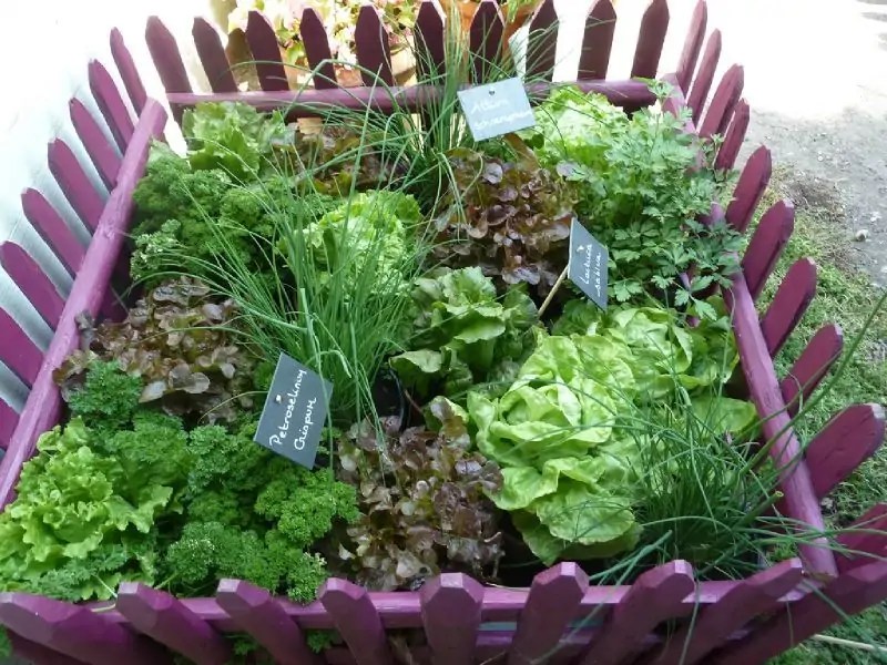 2020 Mushroom Miniature Fairy Figurines Garden Gnomes Decoracion Jardin Mushroom Garden Ornaments Resin Craft Micro Landscape From Eshop2019 11 4 Dhgate Com