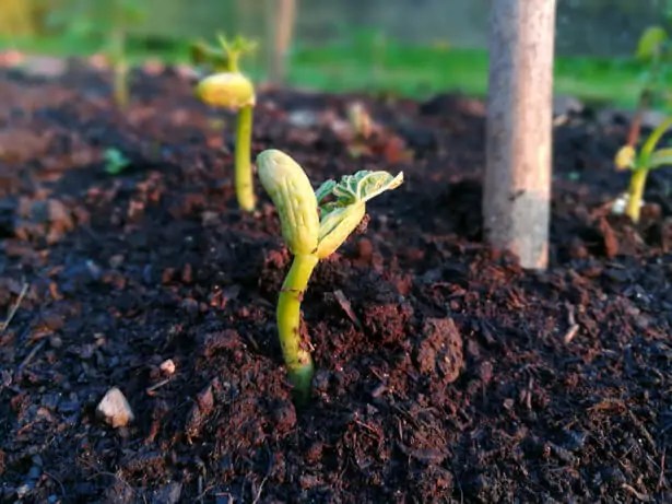 Comment planter les haricots verts