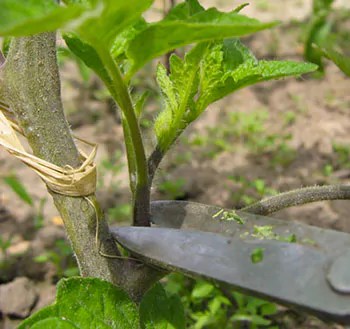 Tailler les plants de tomates
