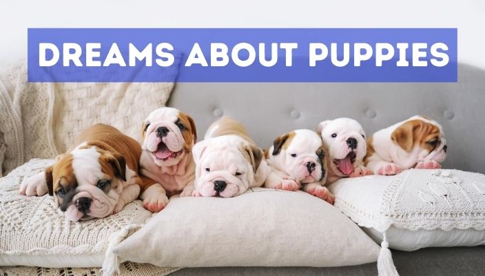 Dreams about puppies meaning and interpretation