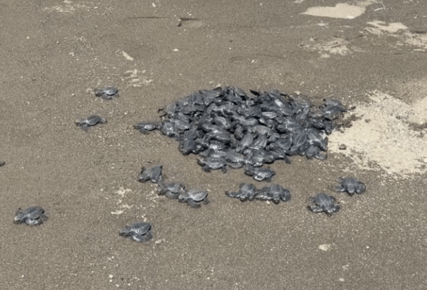 Chevron Batangas Terminal supports sea turtle hatching and population growth