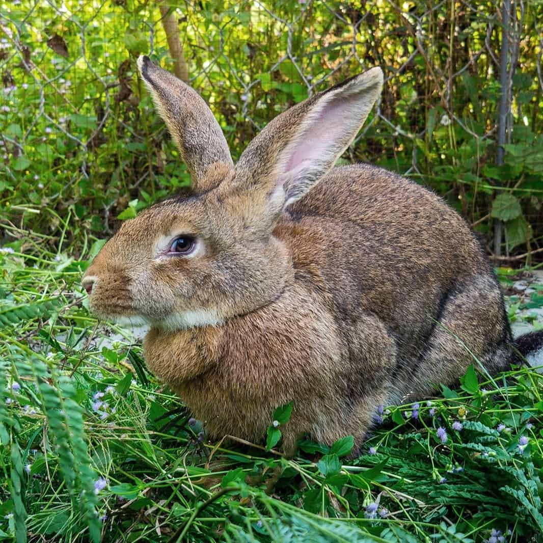 Flemish giant rabbit: size, care and housing tips