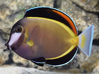 Powder Brown Tang <br> (<em>Acanthurus japonicus</em>)