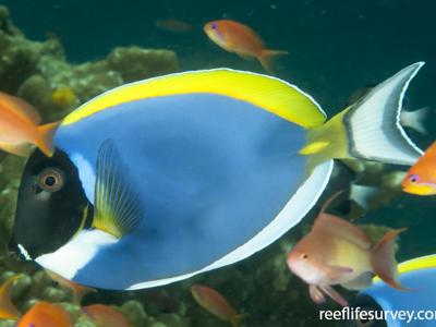 Powder Blue Tang <br> (<em>Acanthurus leucosternon</em>)