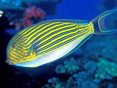 Striped Surgeonfish <br> (<em>Acanthurus lineatus</em>)