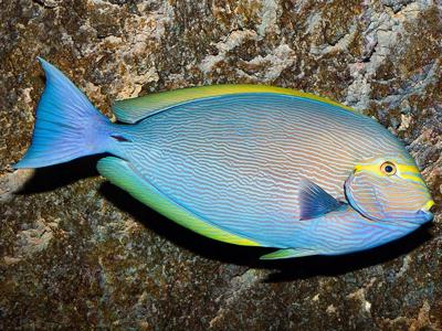 Elongate Surgeonfish <br> (<em>Acanthurus mata</em>)