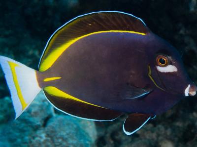 Goldrim Surgeonfish <br> (<em>Acanthurus nigricans</em>)