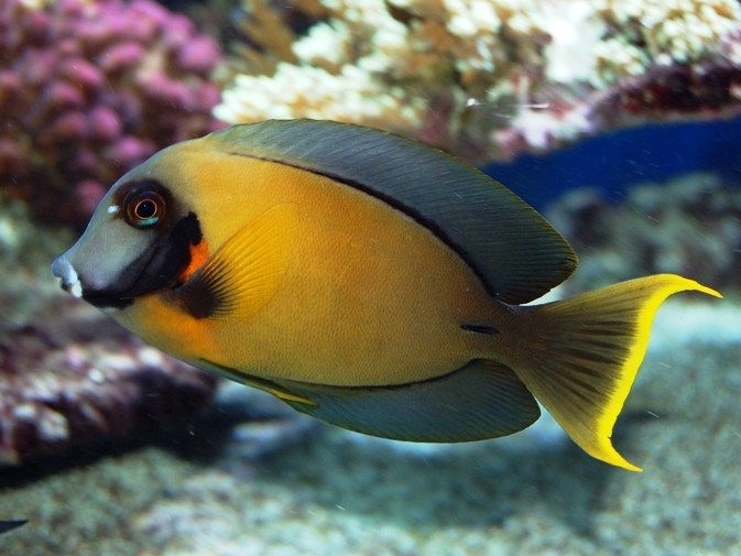 Mimic Surgeonfish <br> (<em>Acanthurus pyroferus</em>)