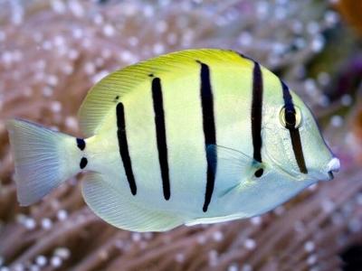 Convict Tang <br> (<em>Acanthurus triostegus</em>)