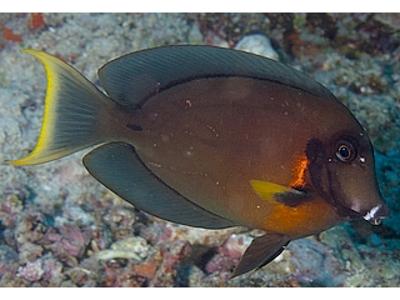 Indian Ocean Mimic Surgeonfish <br> (<em>Acanthurus tristis</em>)