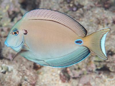 Vampire Tang <br> (<em>Acanthurus tennentii</em>)