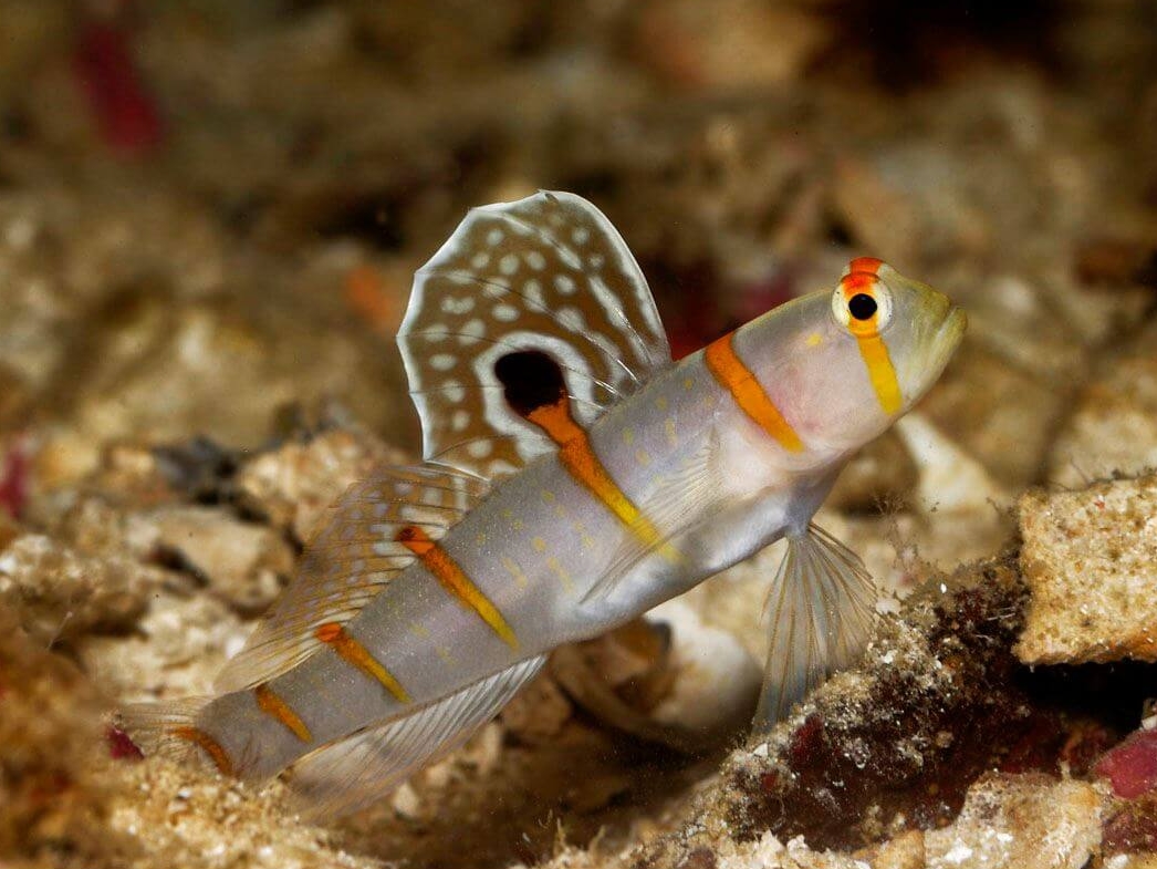 Randall's Shrimp Goby <br> (<em>Amblyeleotris randalli</em>)