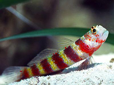Wheeler's Shrimp Goby <br> (<em>Amblyeleotris wheeleri</em>)