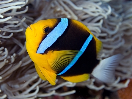 Bluestripe Clown Fish <br> (<em>Amphiprion chrysopterus</em>)