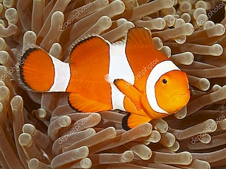 Percula Clown Fish <br> (<em>Amphiprion percula</em>)