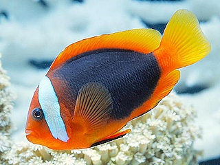 Australian Anemonefish <br> (<em>Amphiprion rubrocinctus</em>)