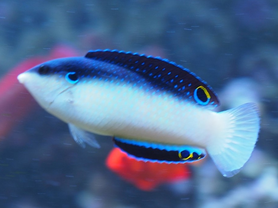 Black-backed Wrasse <br> (<em>Anampses neoguinaicus</em>)